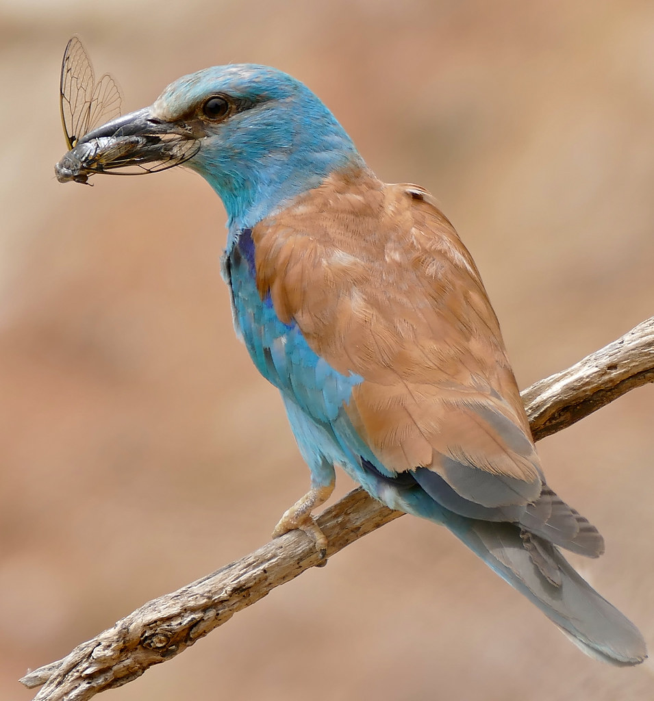 European-Roller-_3_by-Berniedup