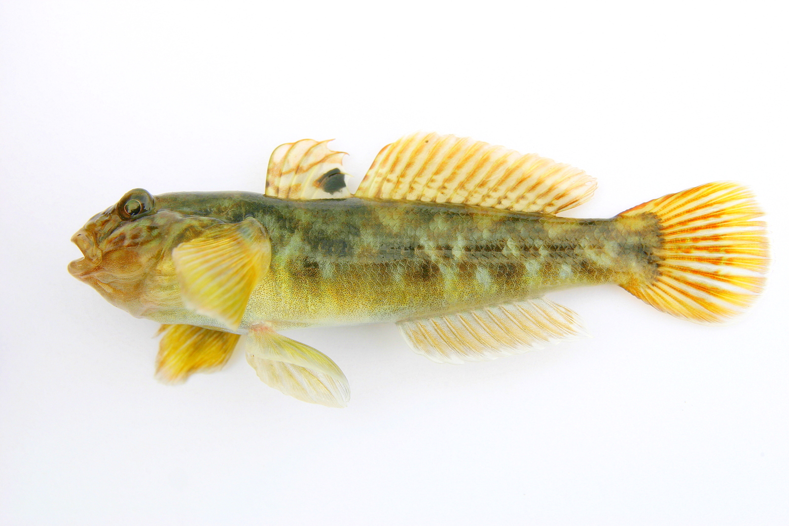 Round-Goby_2_by-Peter-van-der-Sluijs
