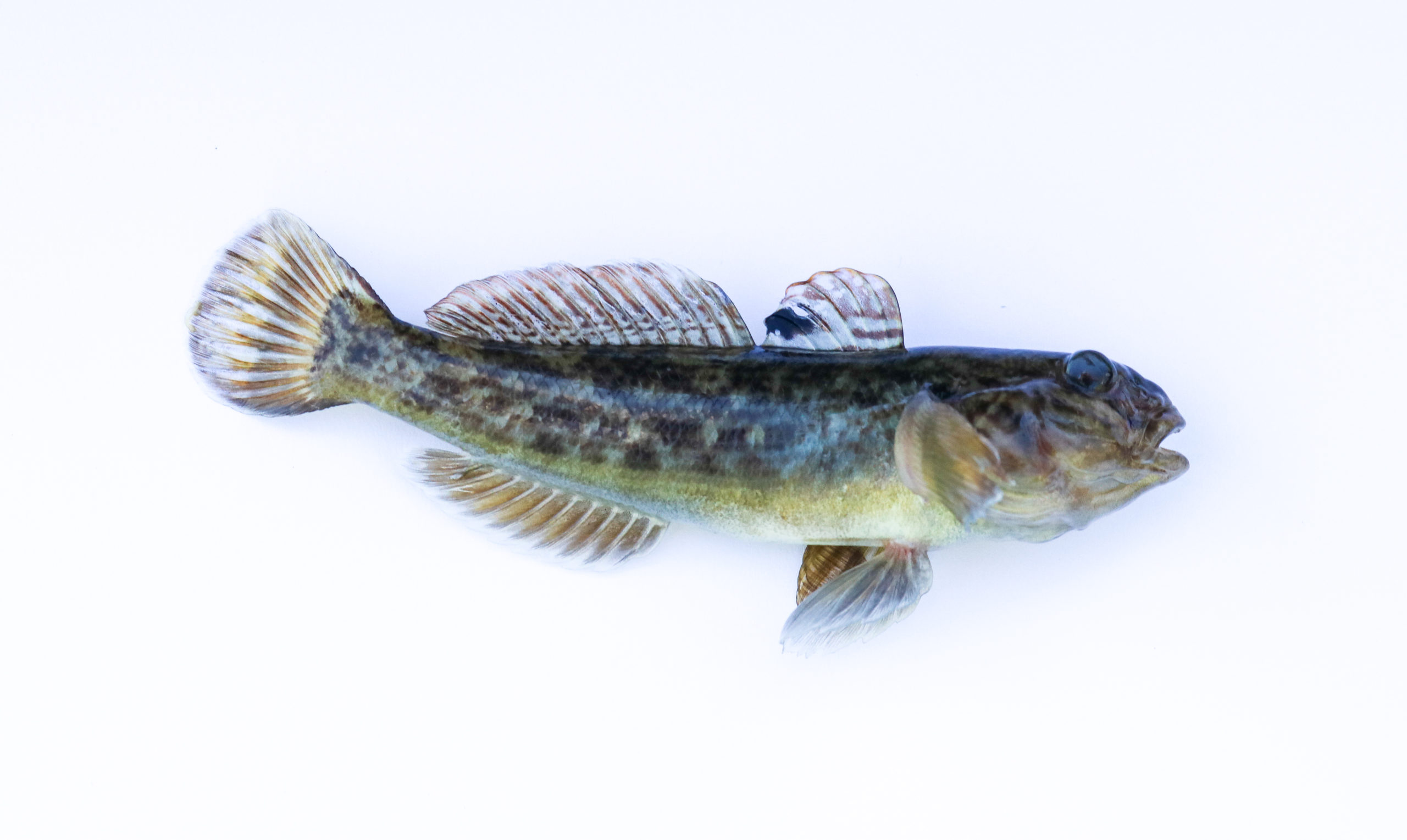 Round-Goby_4_by-Peter-van-der-Sluijs-scaled