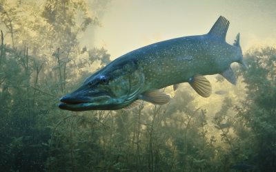 Esox lucius