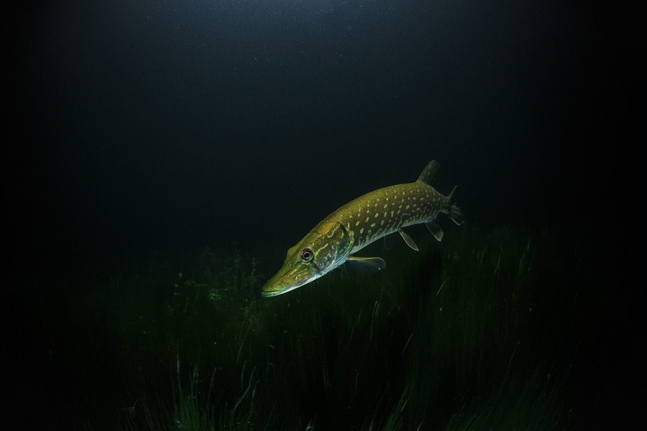 pike-meinig
